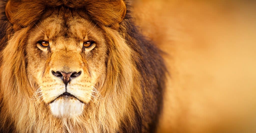 13 fatti sui leoni - Primo piano della testa di un leone africano maschio che guarda verso la telecamera