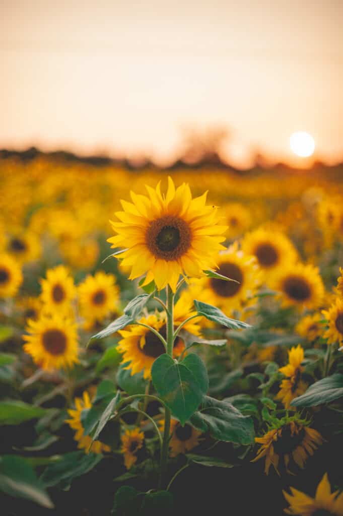 Girasoli al tramonto