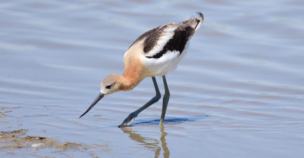 Avocetta in acqua