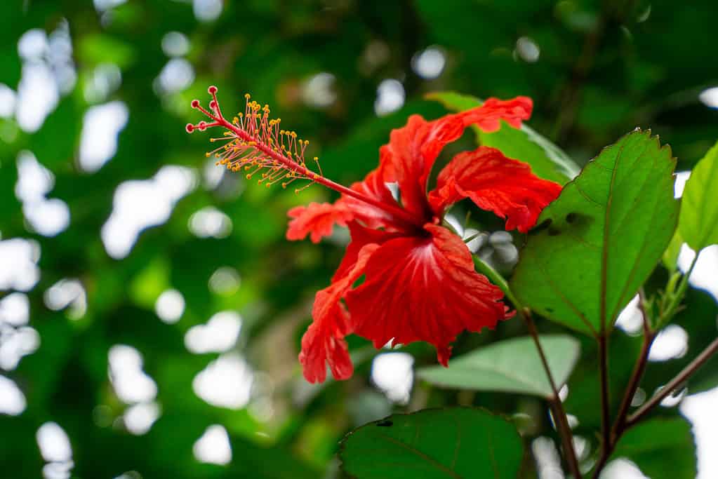 Il Flor de Maga è il fiore ufficiale di Porto Rico.