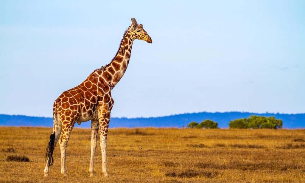 Giraffa nubiana