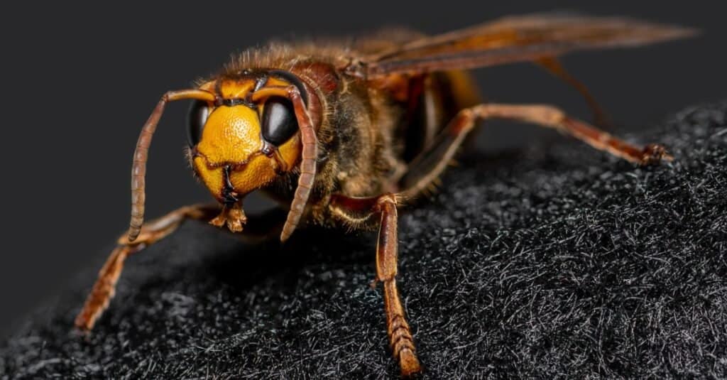 Le vespe più grandi sono il calabrone europeo