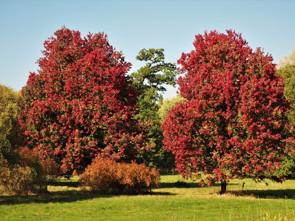 Due alberi di acero Acer rubrum 'October Glory' con bel fogliame autunnale rosso in un parco