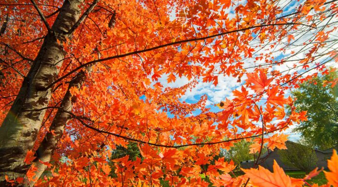Autumn Blaze Maple Tree contro October Glory
