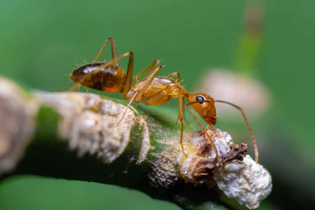 Formica pazza gialla