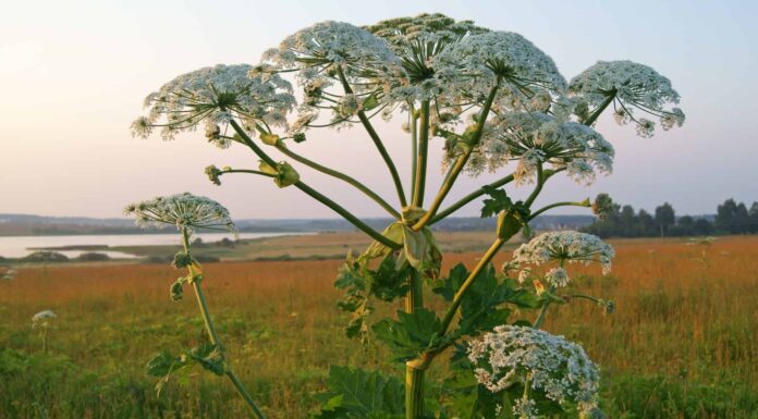 Giant Hogweed vs Queen Anne's Lace
