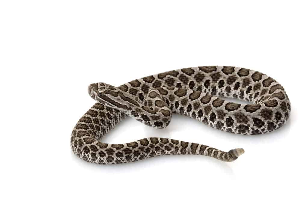 Un serpente a sonagli massasauga è uno dei serpenti marroni comuni in Ohio.