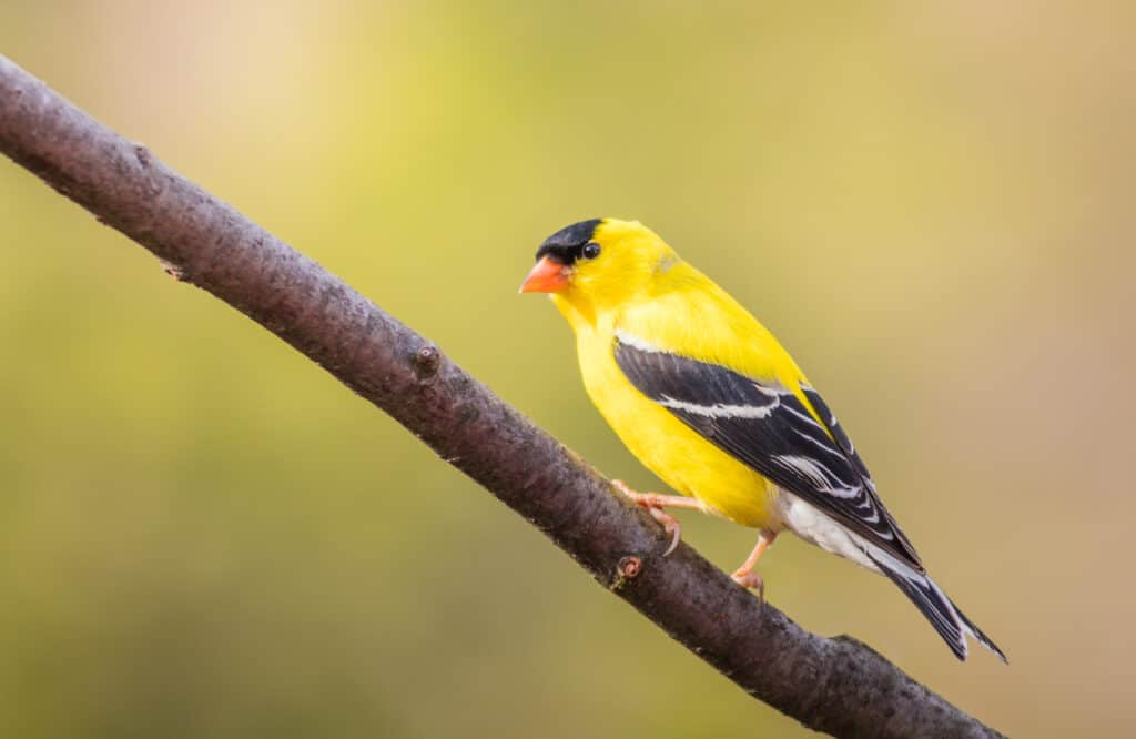 un cardellino incornicia in basso a destra, guardando a sinistra, appollaiato su un piccolo ramo.  L'uccello è giallo, con ali nere e grigie.  La parte superiore della testa dell'uccello è nera e il suo becco è arancione, sfondo verde chiaro indistinto.  T