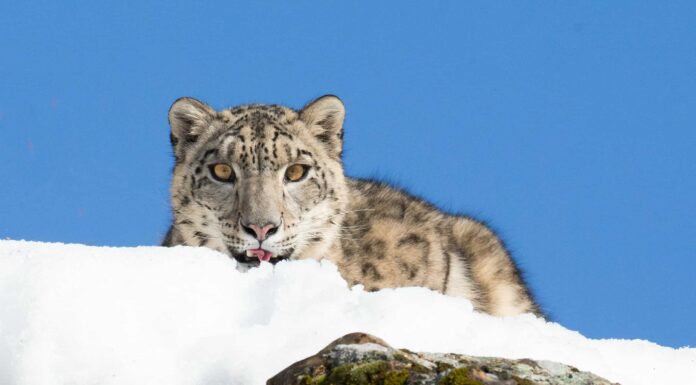 Questo leopardo delle nevi che si tuffa per centinaia di piedi da una scogliera con la cena è la motivazione per tutti i predatori
