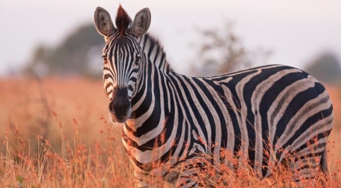 Simbolismo e significato degli animali dello spirito della zebra
