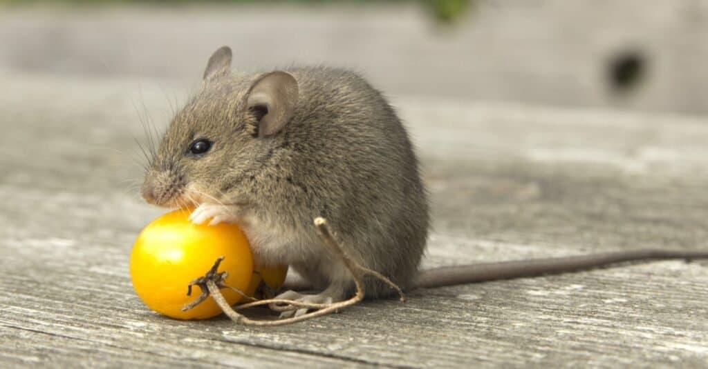 Uno dei roditori più piccoli, un topolino, che mangia un pomodoro.