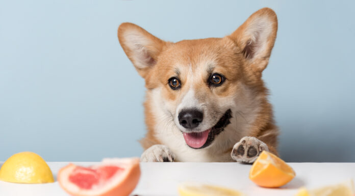  Sì!  I cani possono mangiare i mandarini: 3 cose da sapere
