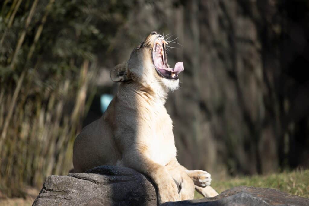 Una femmina di leone che sbadiglia allo zoo del Maryland, Baltimora 2021