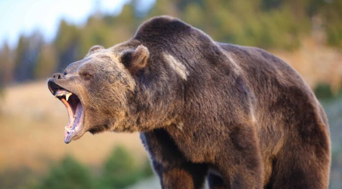 Quanti attacchi di orsi grizzly si verificano all'anno?
