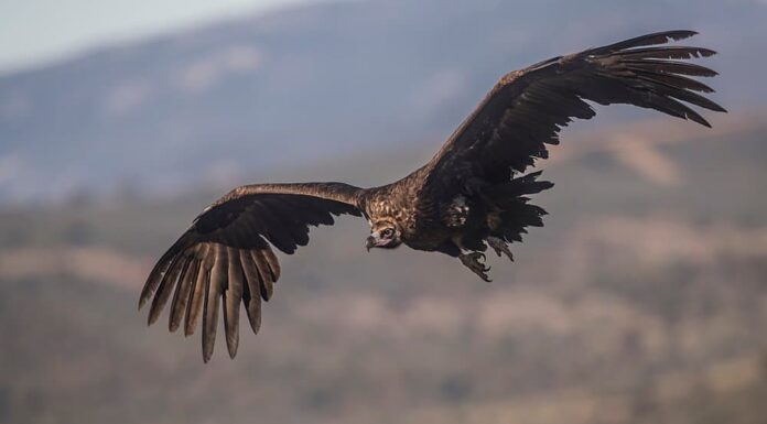 Avvoltoio vs Condor: le principali differenze spiegate
