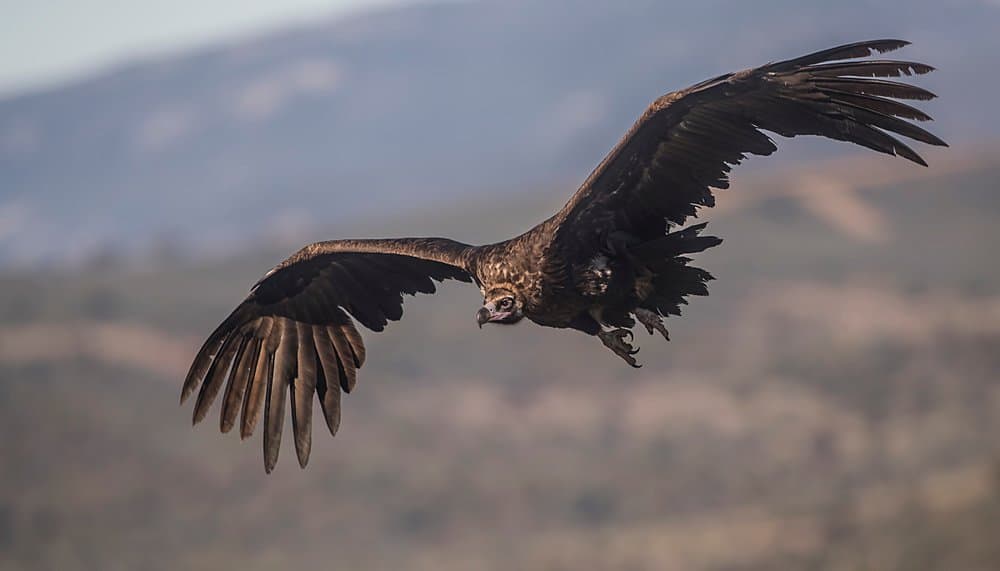 Avvoltoio nero eurasiatico - in volo dalle montagne