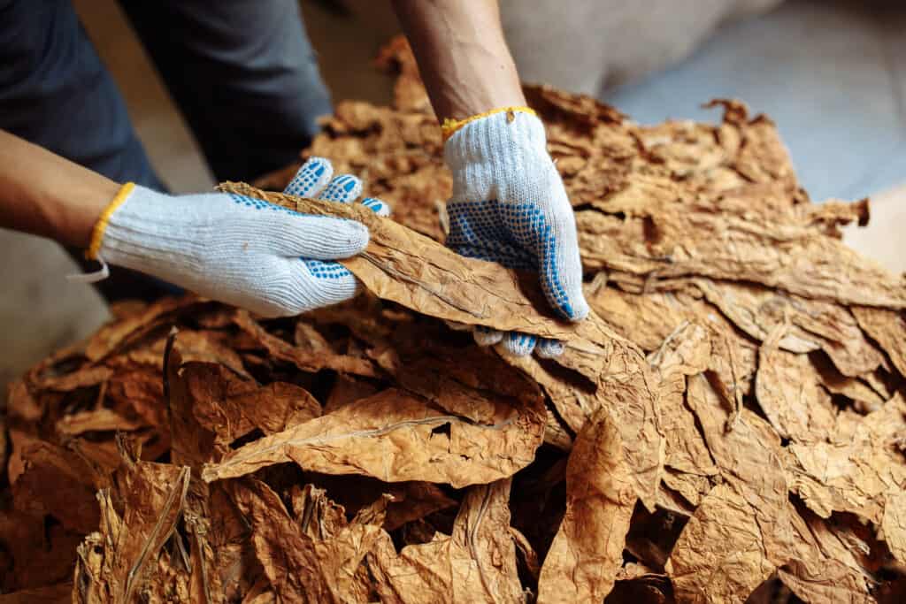 Un mucchio di grandi foglie di tabacco color marrone chiaro, una foglia sorretta da una persona che indossa guanti di tessuto bianco, come se stesse ispezionando la foglia.