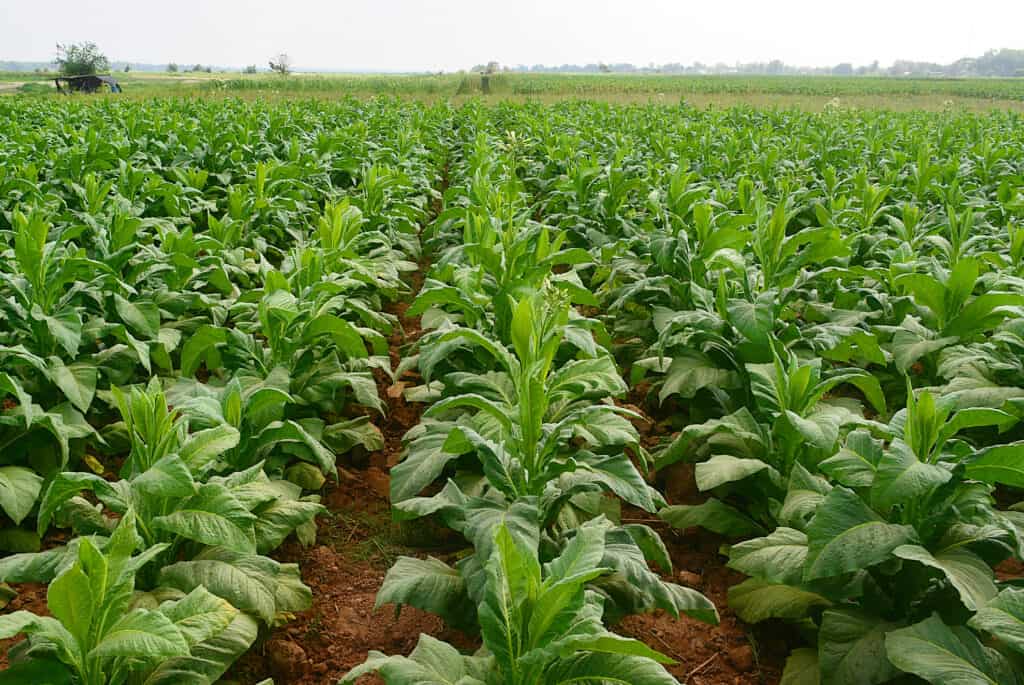 Migliaia di piante di tabacco immature (verdi) che crescono in file diritte in un campo coltivato