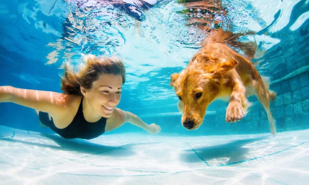 Cane, famiglia, estate, nuoto, sott'acqua