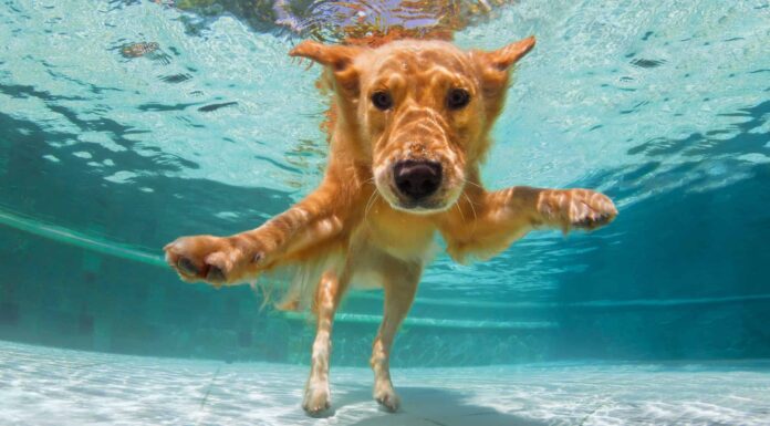 Questo Golden Retriever che nuota è inarrestabile!
