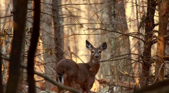 Stagione dei cervi in ​​​​Indiana: tutto ciò che devi sapere per essere preparato
