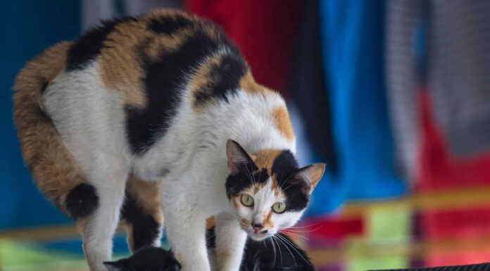 Guarda una mamma gatta coraggiosa che protegge i suoi gattini da un pitone
