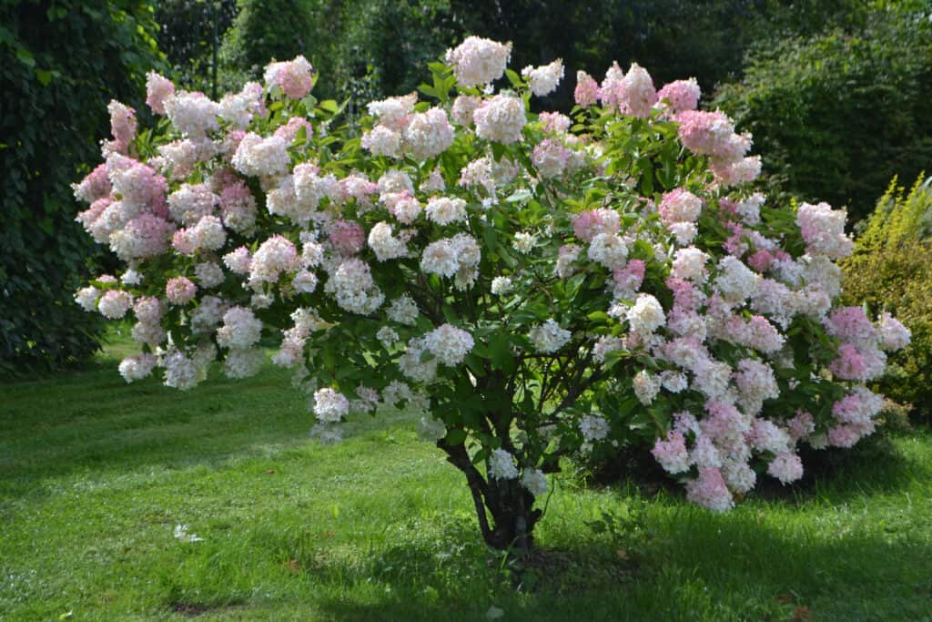 albero di ortensia con fiori rosa pallido e bianchi