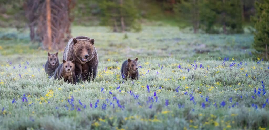 A causa della distruzione dei loro habitat naturali, gli orsi grizzly rischiano l'estinzione.  Un esempio è l'orso grizzly che si è arenato sulla spiaggia di Seattle.