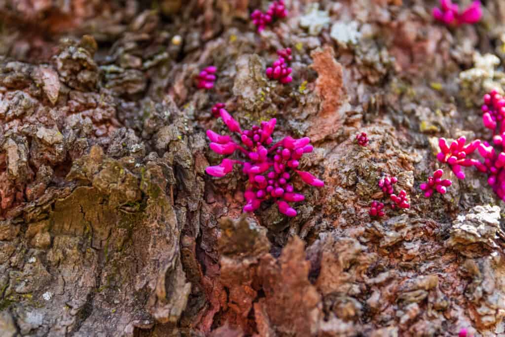 Un albero rosso orientale con germogli color magenta di boccioli fioriti che crescono sul suo tronco
