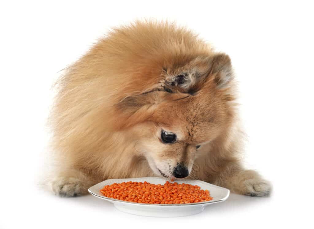 Pomerania che mangia lenticchie