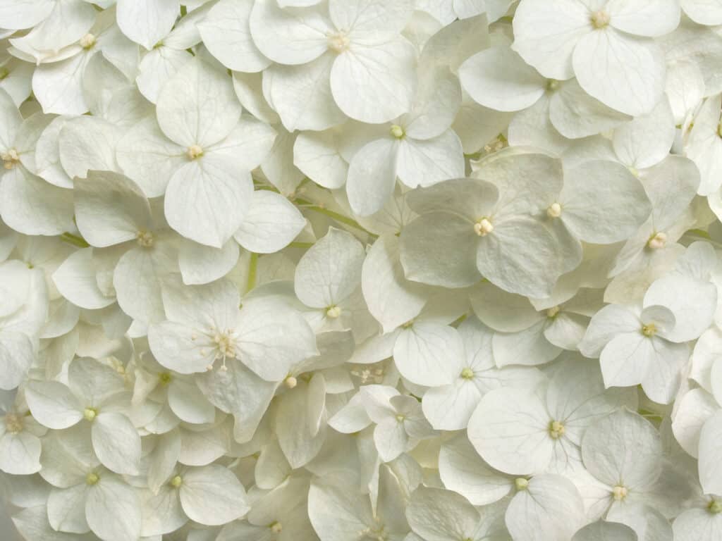 Primo piano dei fiori bianchi dell'ortensia