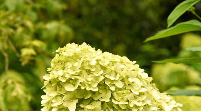 White Wedding Hydrangea vs Limelight Hydrangea: due bellissime varietà di splendidi fiori
