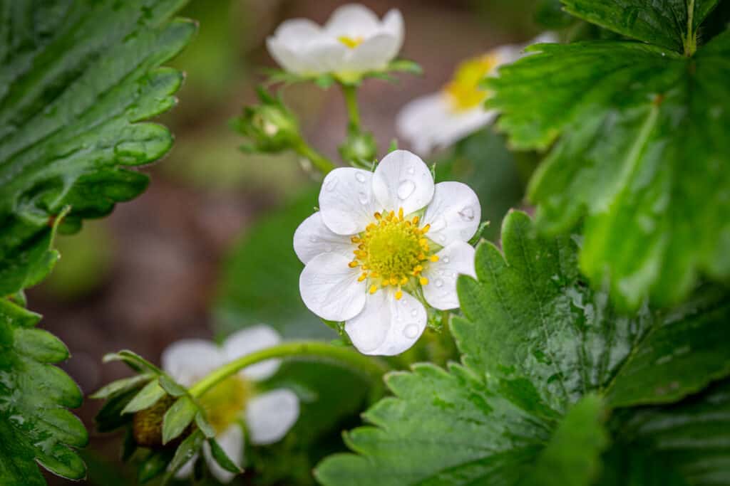 un singolo fiore di fragola con petali bianchi in fiore con un giallo con una patina di gocce di pioggia circondate da foglie verdi.