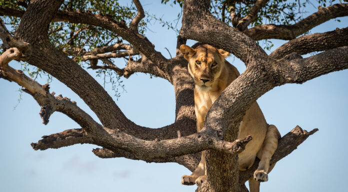 Questa leonessa pensava di dare la caccia al bufalo, poi è arrivata la mandria
