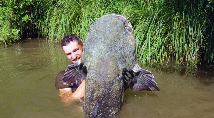 Ci vogliono due uomini per liberare questo mostro del fiume
