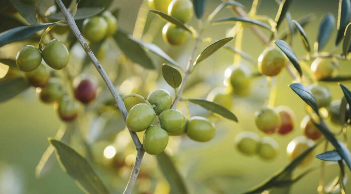 Un'oliva è un frutto o una verdura?
