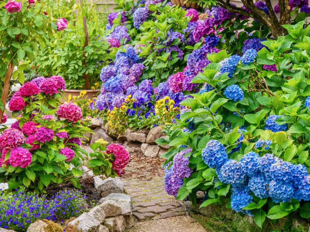 Un giardino ornamentale pieno di fiori colorati di ortensie.