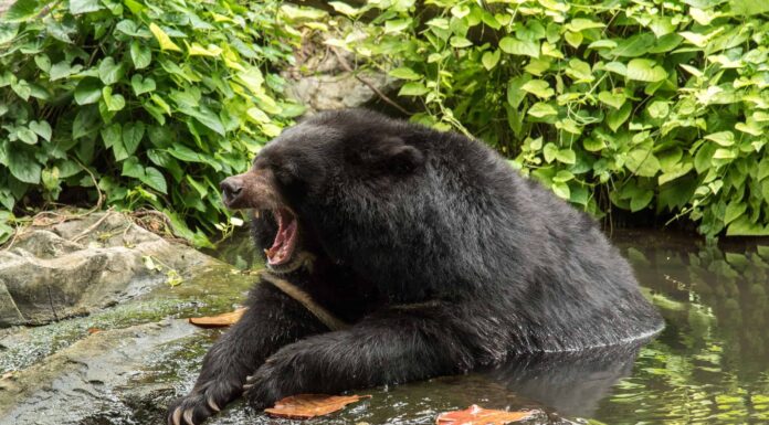 Guarda questo orso concedersi una giornata alla spa da solo
