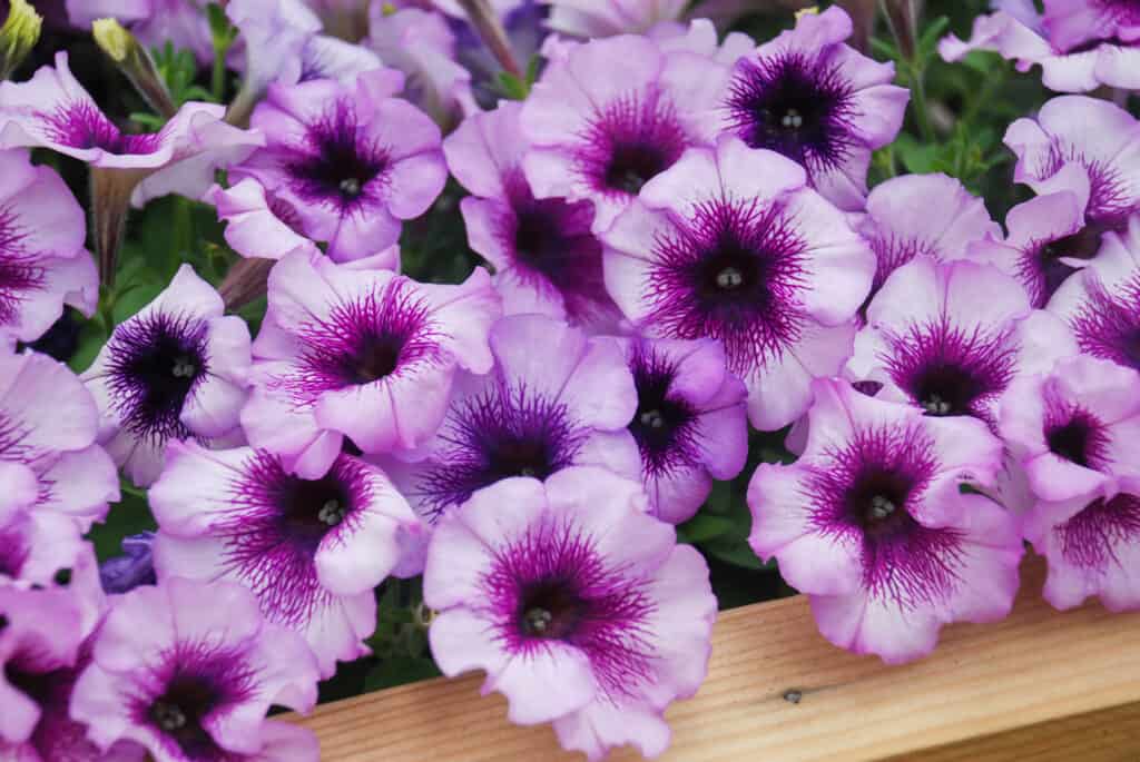 Petunie bicolore in sfumature viola