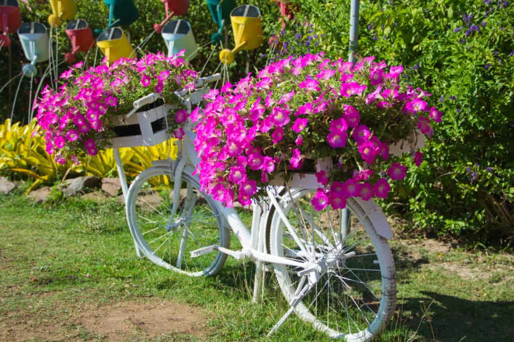 Petunie piantate in ceste su biciclette recuperate