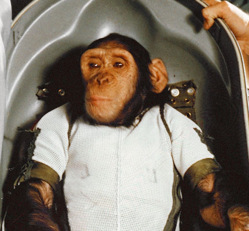 Ham, lo scimpanzé che ha viaggiato nello spazio.