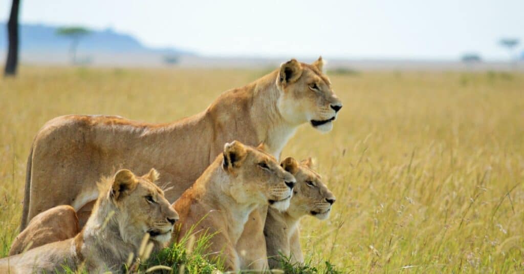 orgoglio dei leoni
