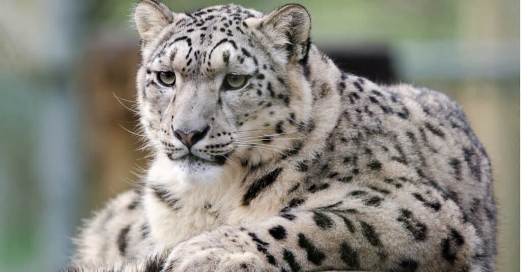 Tipi di gatti Jaguar - Leopardo delle nevi