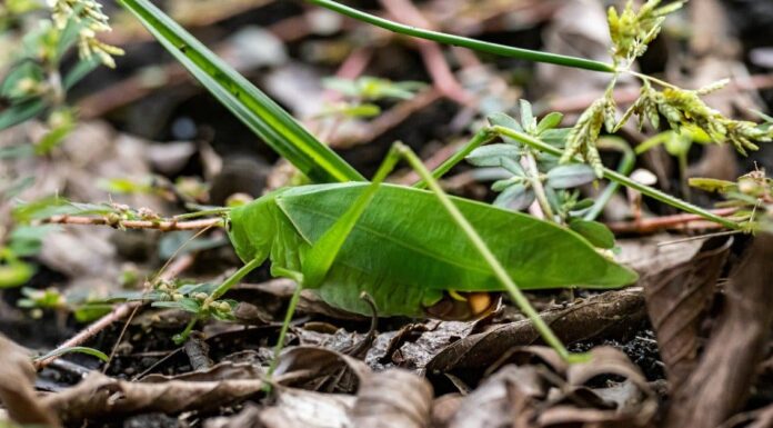 Incontra il Katydid: l'insetto che sembra una foglia
