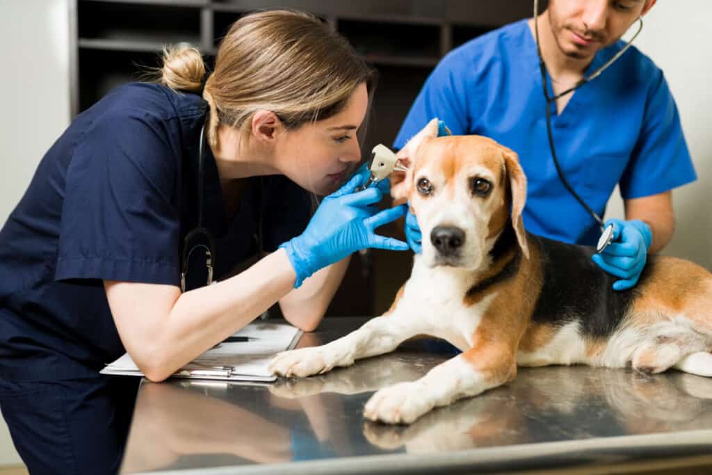 Veterinario femminile che utilizza un otoscopio per esaminare l'orecchio di un bellissimo cane beagle.  Simpatico animale domestico malato seduto al tavolo dell'esame presso la clinica degli animali