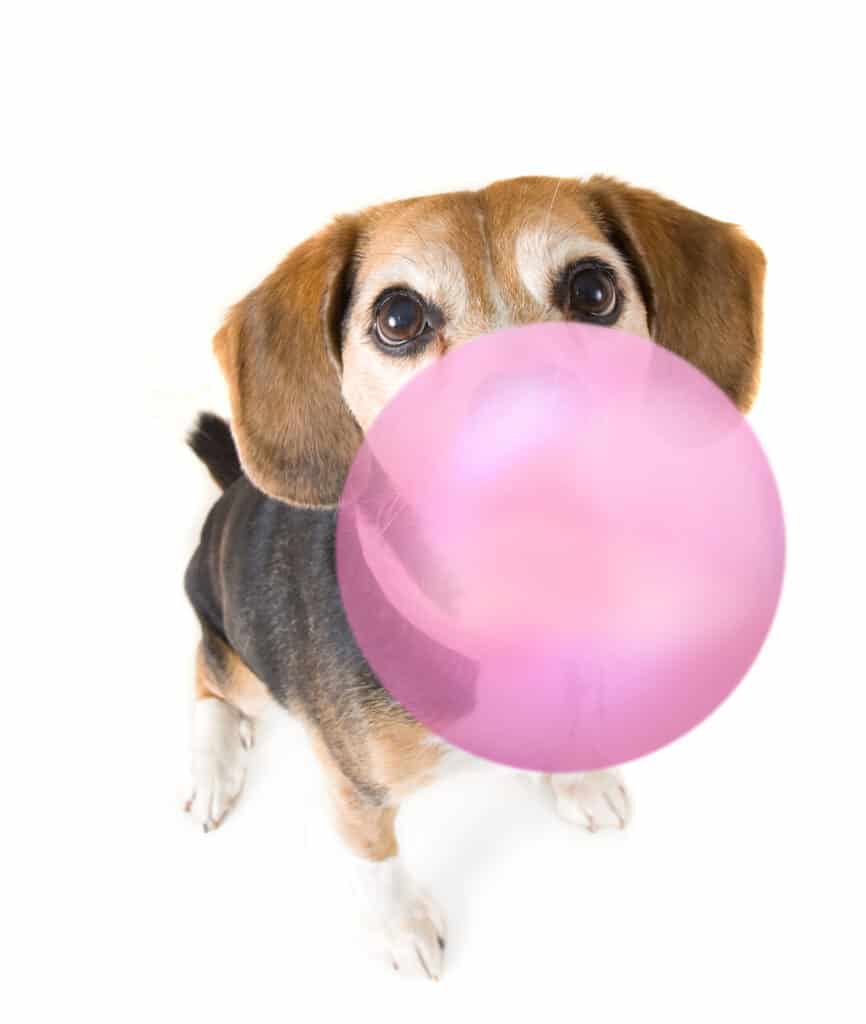 piccolo beagle try-clored che soffia una grande bolla di gomma da masticare rosa.  Isolare lo sfondo bianco.