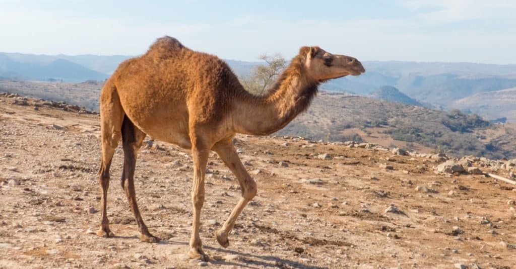 Animali più alti: cammello dromedario