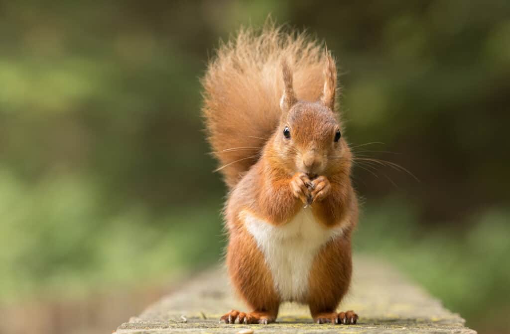 Una cornice centrale di scoiattolo rosso con la mano alla bocca come se stesse mangiando.  Lo scoiattolo è in piedi.  un marciapiede o qualche altra lunga e stretta distesa di cemento.  Lo sfondo è verde sfocato.