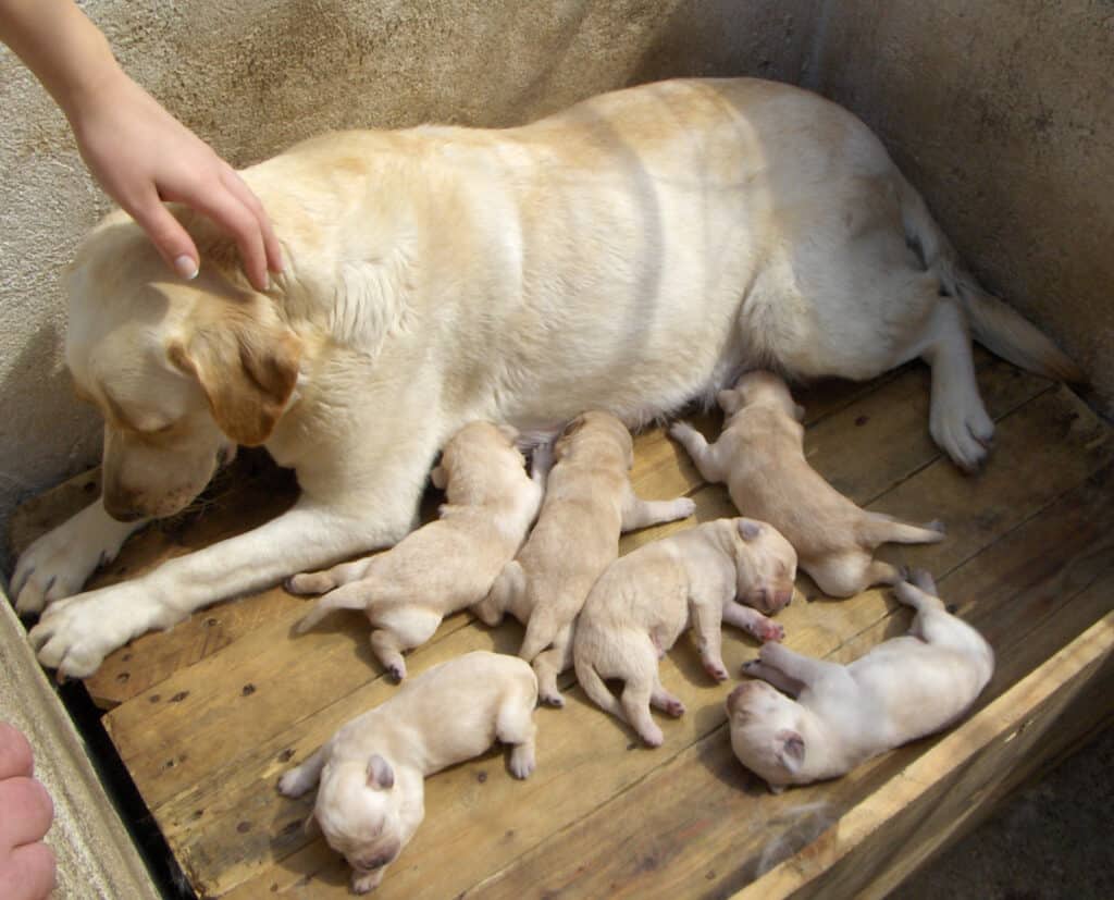 Mamma Labrador retriever e cuccioli