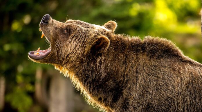 Scopri un cavallo più grande di un orso grizzly
